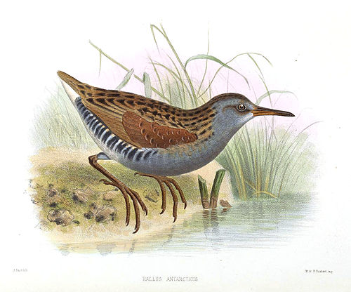 Austral rail